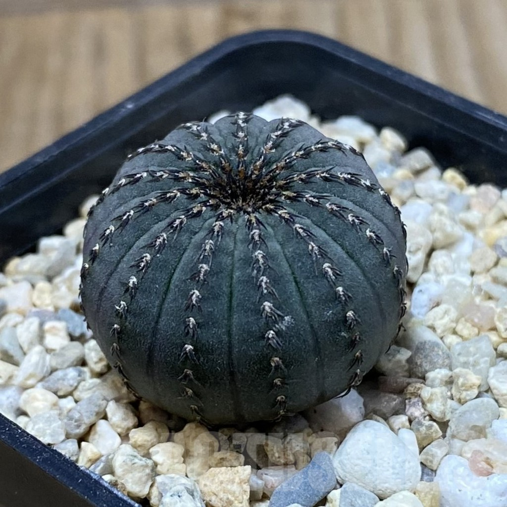 SH2377 Frailea asterioides - Obrázek 2