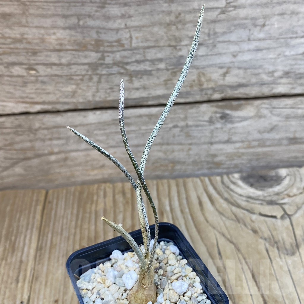 SH2378 Astrophytum caput-medusae