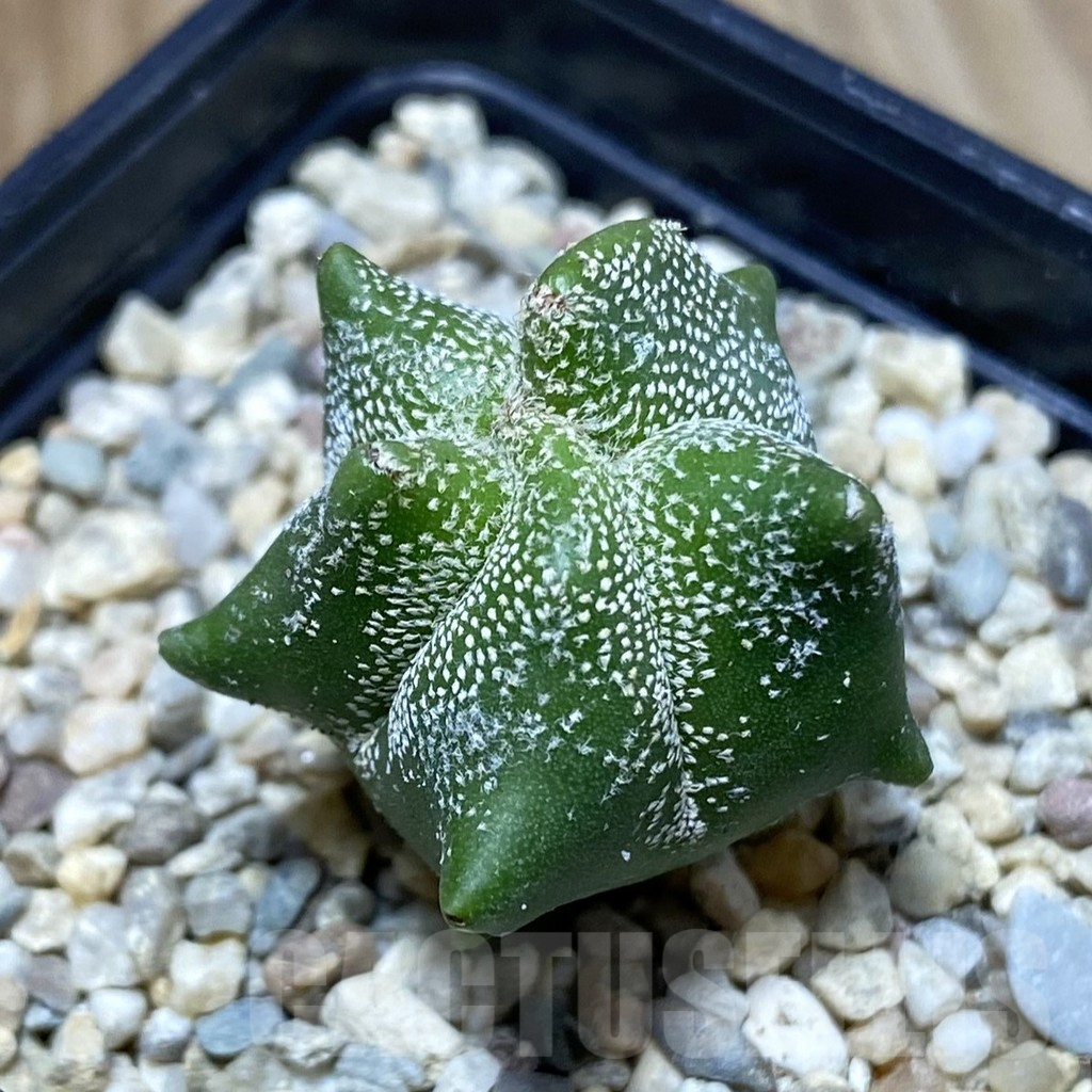 SH2379 Astrophytum myriostigma ‘Kikko’, seedling