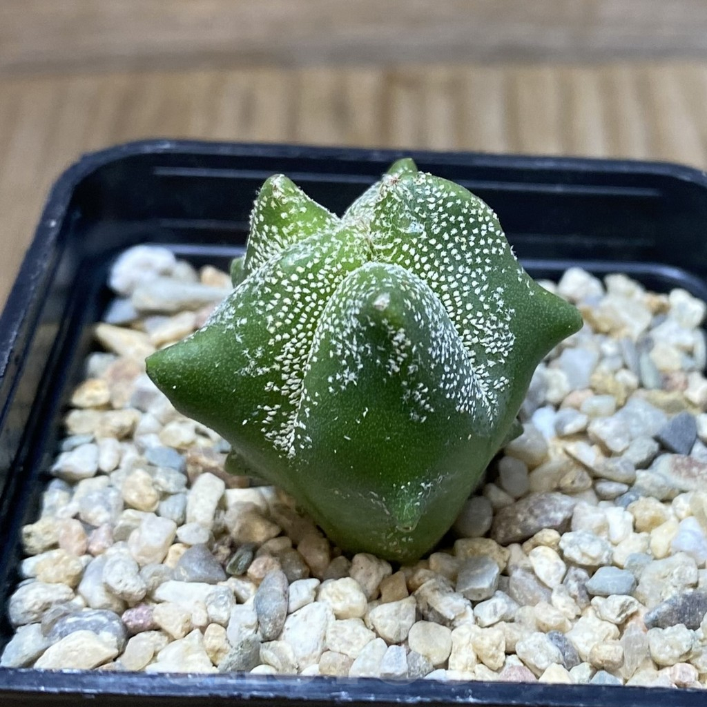 SH2379 Astrophytum myriostigma ‘Kikko’, seedling - Image 2