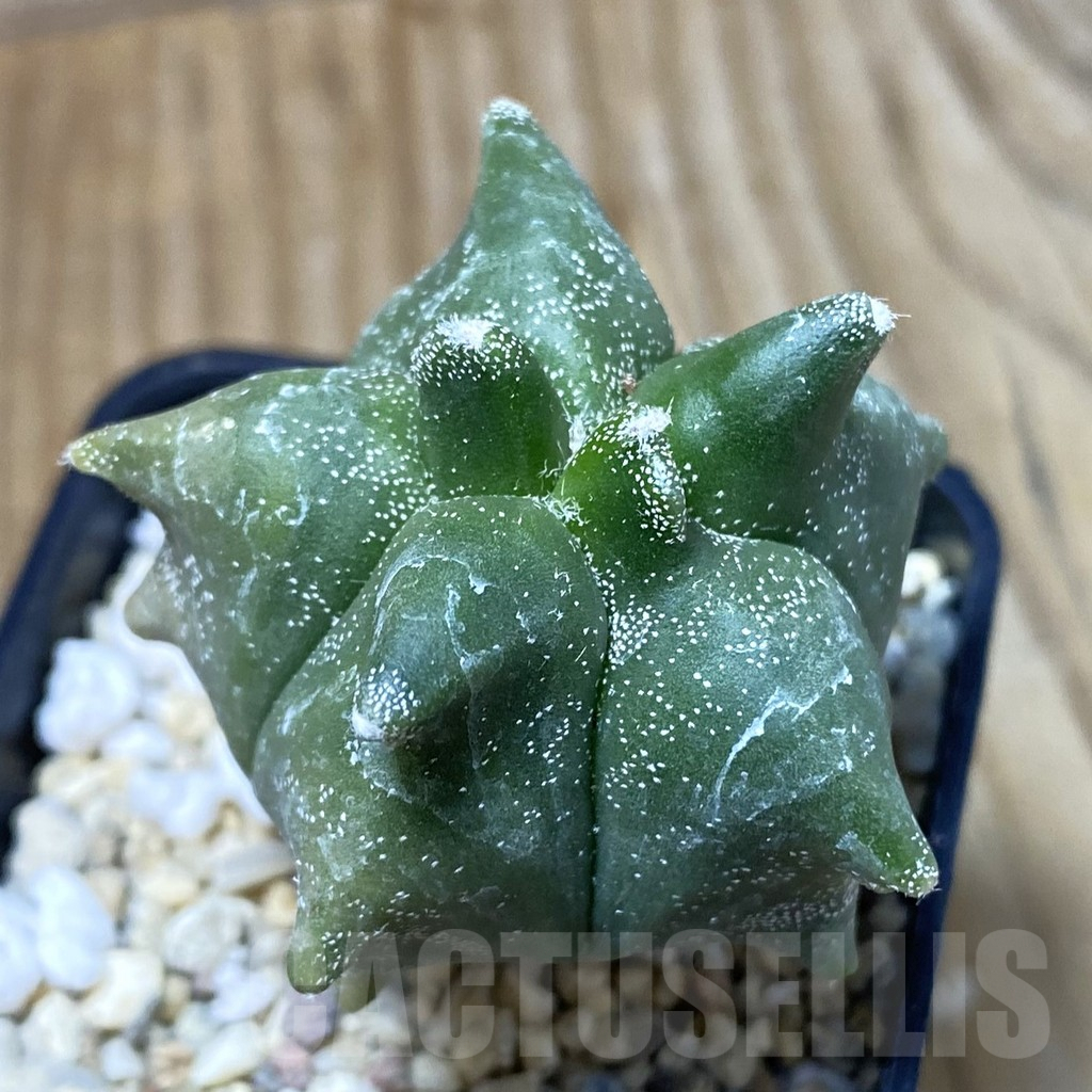 SH2380 Astrophytum myriostigma ‘Kikko’, seedling