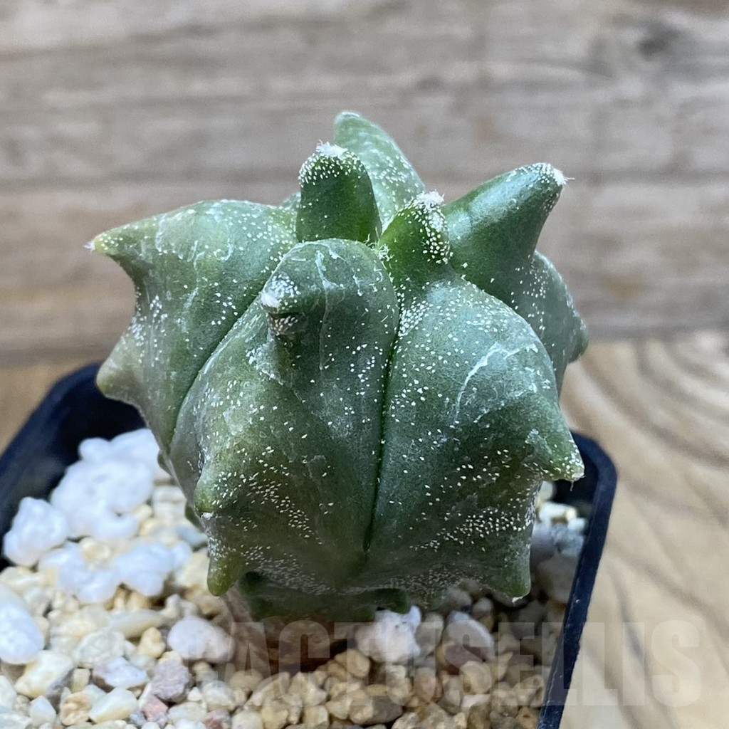 SH2380 Astrophytum myriostigma ‘Kikko’, seedling - Image 2