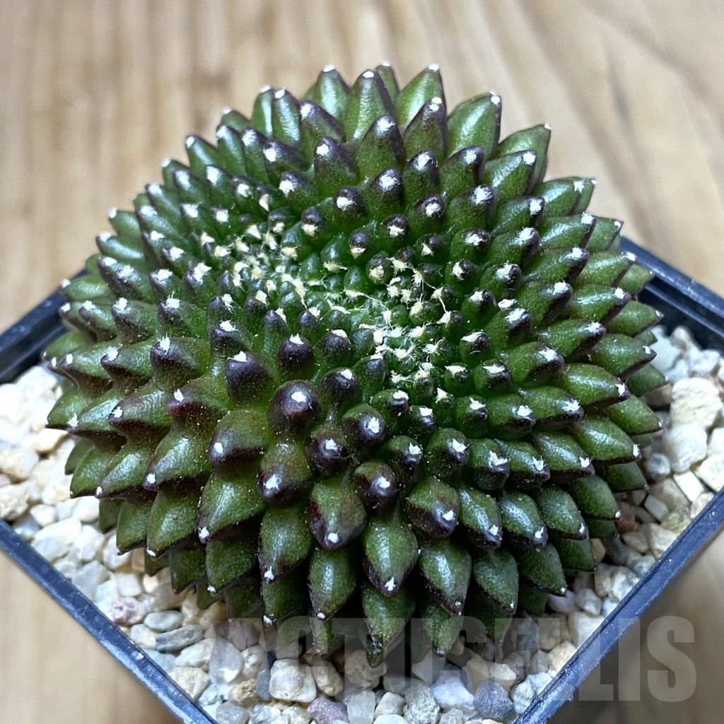 SH2381 Gymnocalycium mihanovichii ‘inermis’ f. cristata