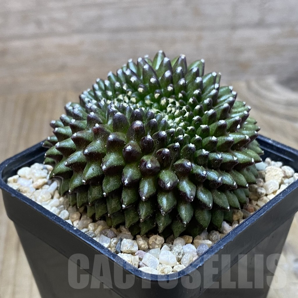 SH2381 Gymnocalycium mihanovichii ‘inermis’ f. cristata - immagine 2