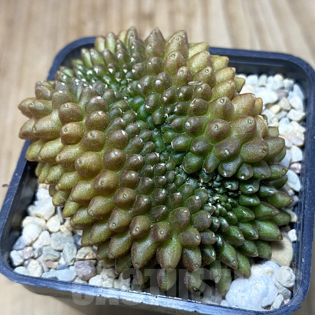 SH2382 Gymnocalycium mihanovichii ‘inermis’ f. cristata