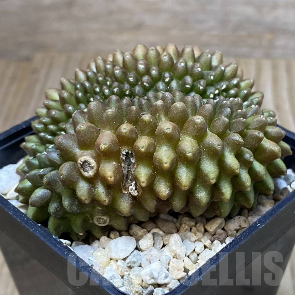 SH2382 Gymnocalycium mihanovichii ‘inermis’ f. cristata - Image 2