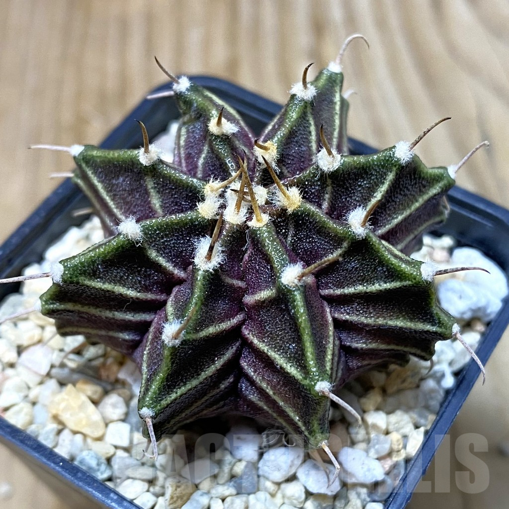 SH2383 Gymnocalycium mihanovichii ‘Zebra', seedling