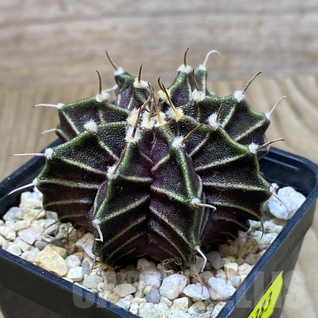 SH2383 Gymnocalycium mihanovichii ‘Zebra', seedling - Image 2