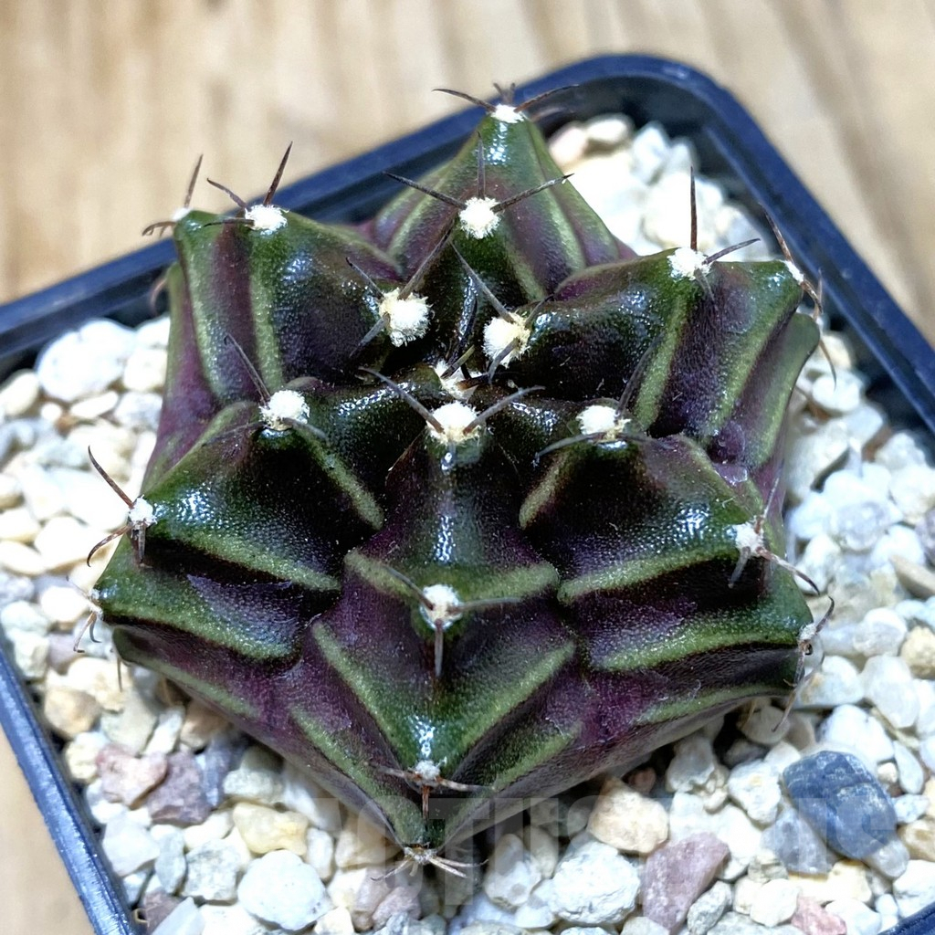 SH2384 Gymnocalycium mihanovichii 6-ribs, seedling