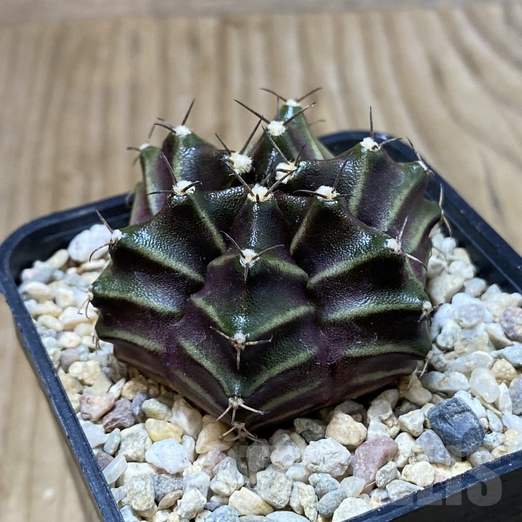 SH2384 Gymnocalycium mihanovichii 6-ribs, seedling - immagine 2