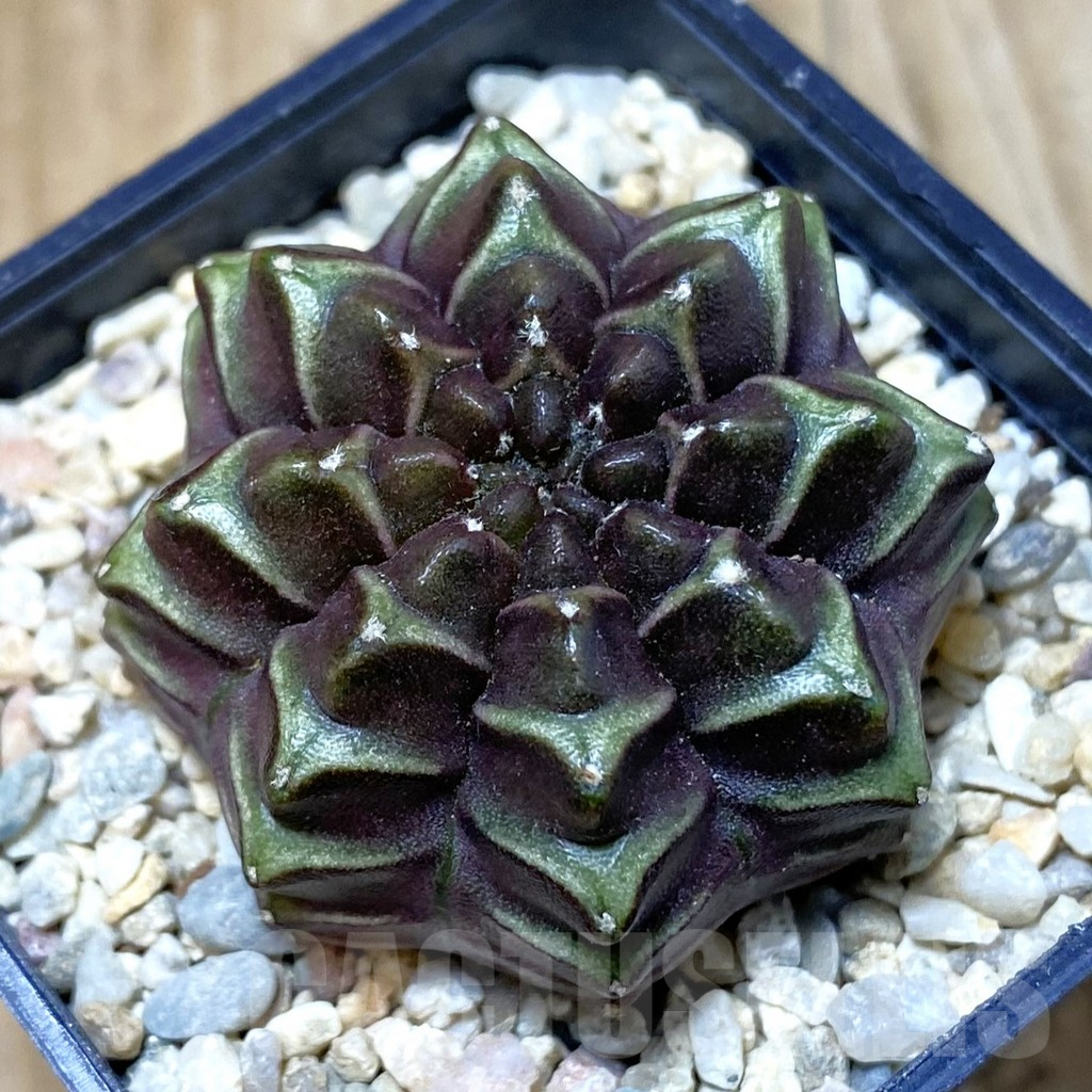 SH2386 Gymnocalycium mihanovichii ‘Nana’ x ‘Day Dream’, seedling