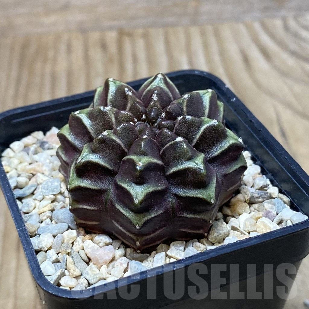 SH2386 Gymnocalycium mihanovichii ‘Nana’ x ‘Day Dream’, seedling - immagine 2