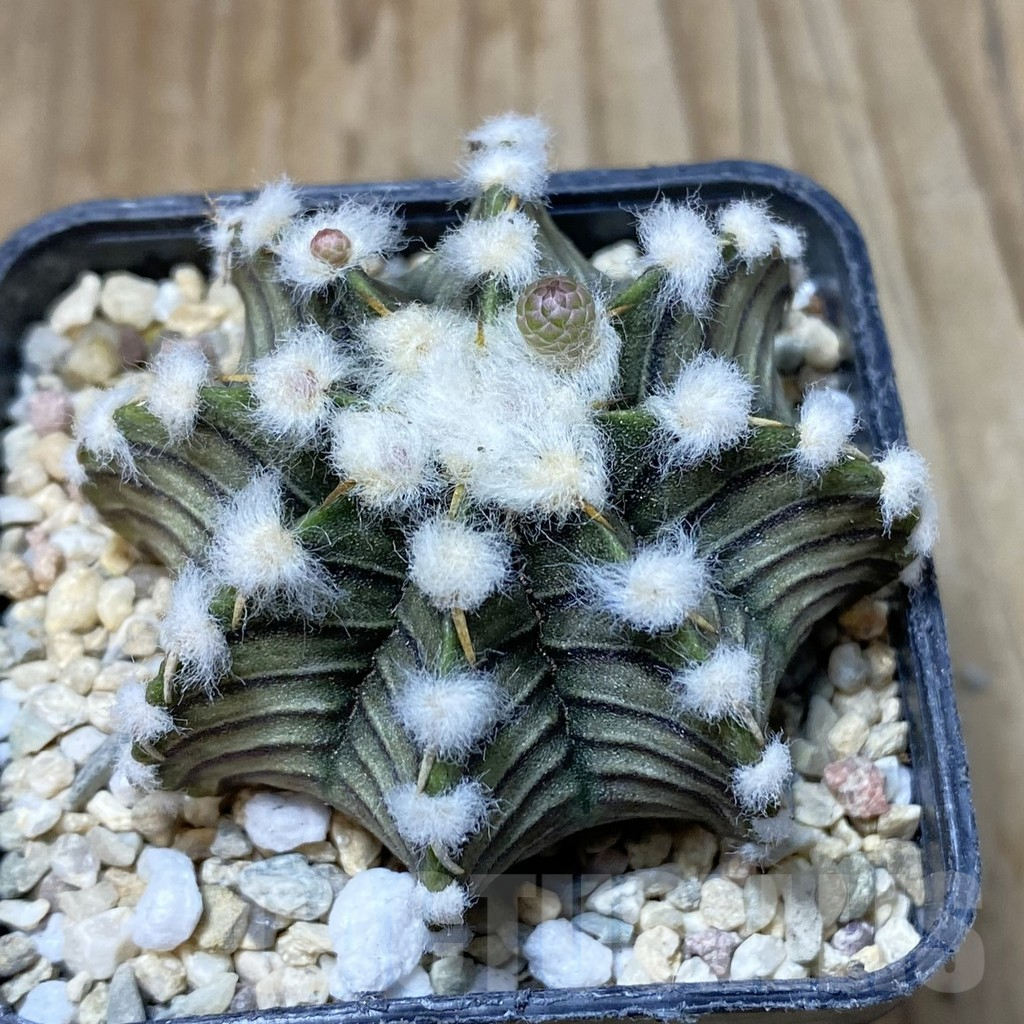 SH2387 Gymnocalycium friedrichii VOS1211, select form