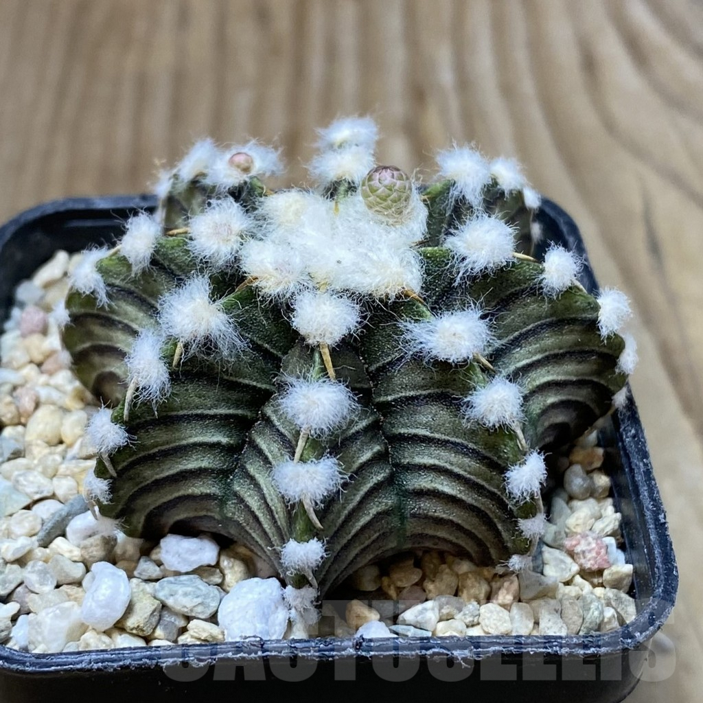 SH2387 Gymnocalycium friedrichii VOS1211, select form - immagine 2