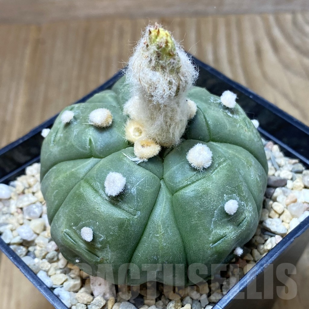 SH2347 Astrophytum asterias ‘Kikko' 5-ribs