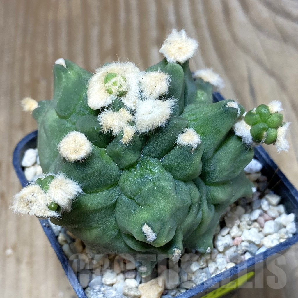 SH2388 Gymnocalycium mihanovichii ‘Transformer’