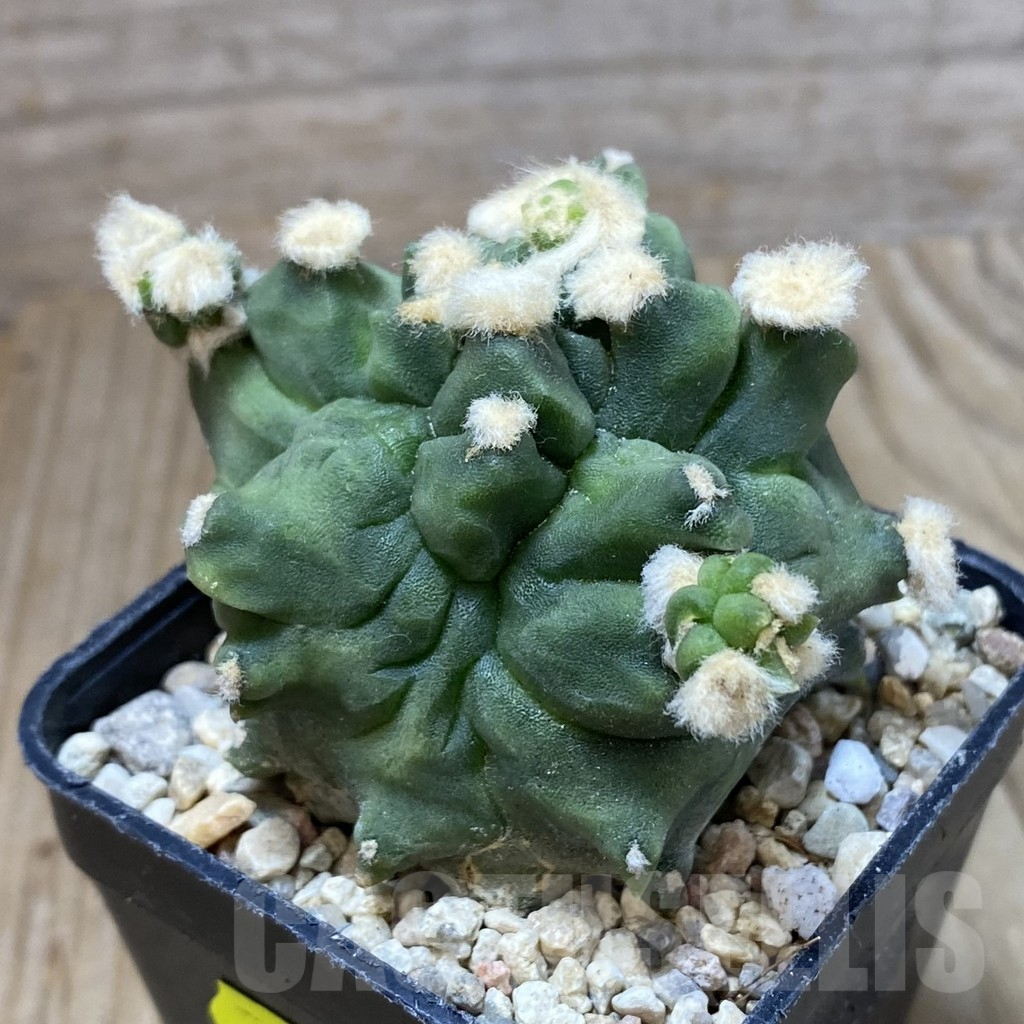 SH2388 Gymnocalycium mihanovichii ‘Transformer’ - immagine 2
