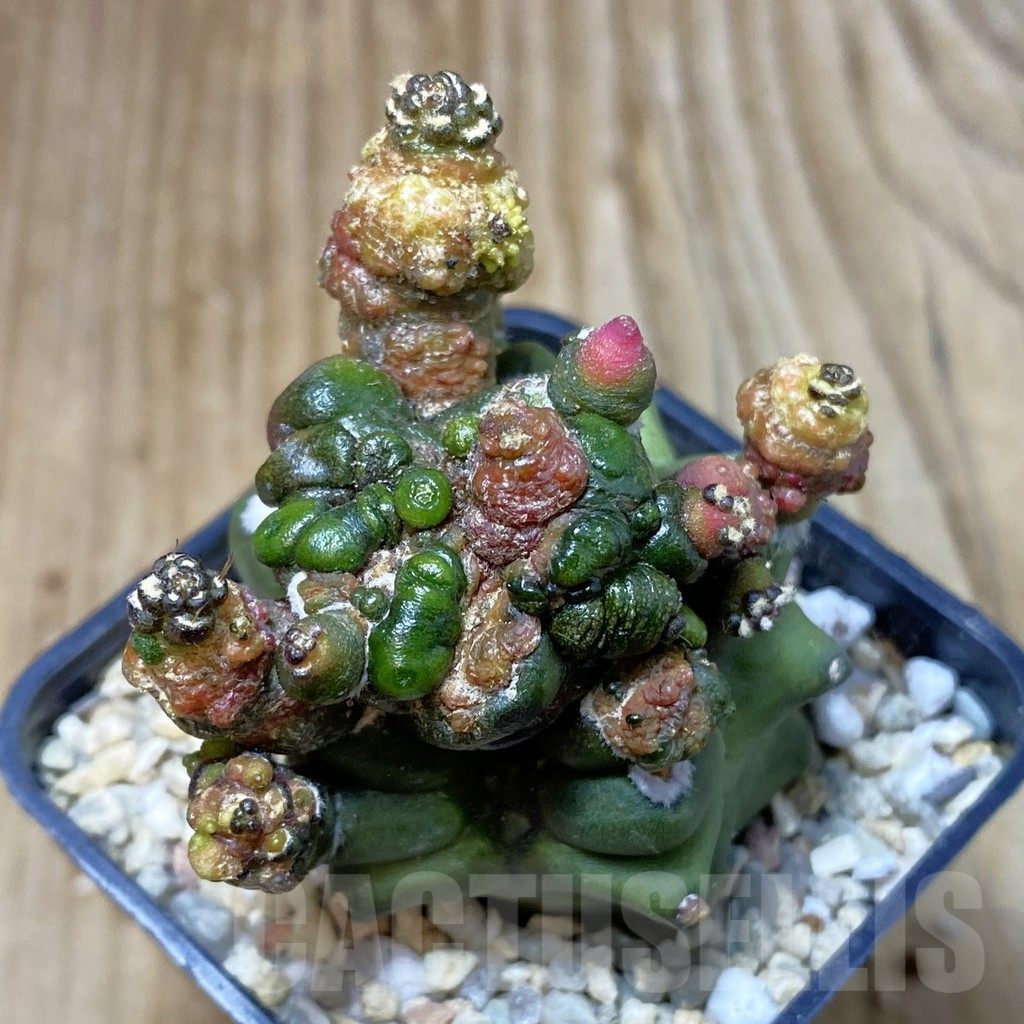 SH2390 Gymnocalycium mihanovichii ‘Transformer’