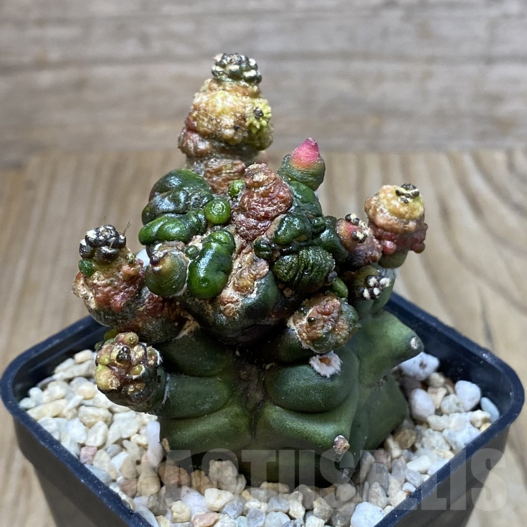 SH2390 Gymnocalycium mihanovichii ‘Transformer’ - immagine 2