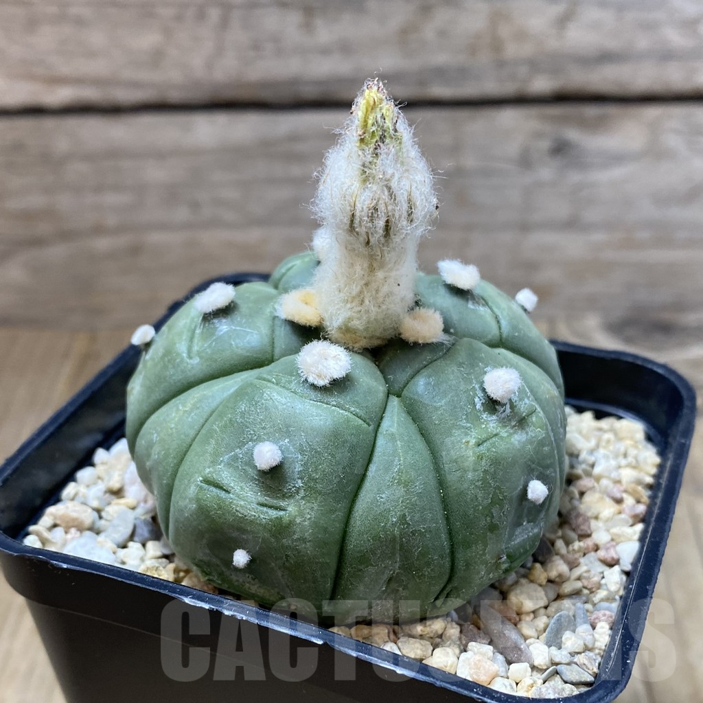 SH2347 Astrophytum asterias ‘Kikko' 5-ribs - immagine 2