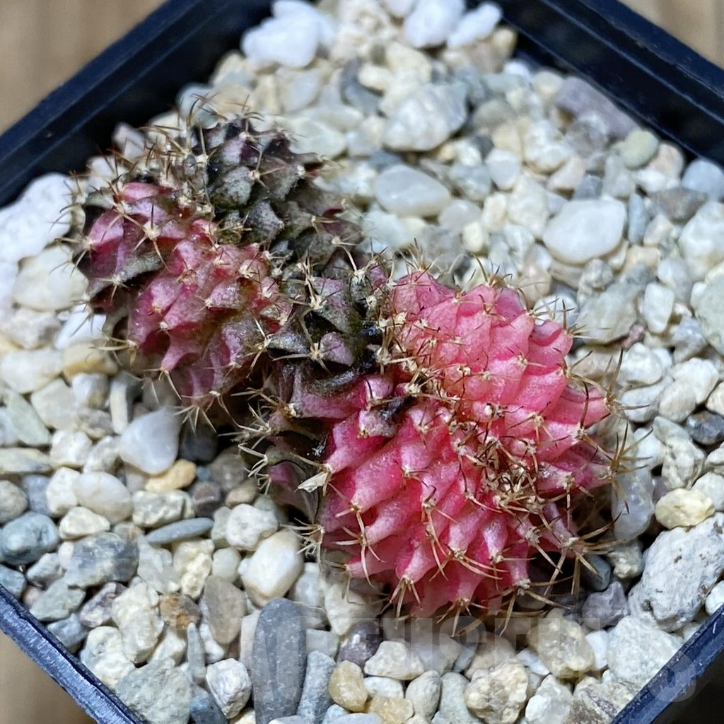 SH2393 Gymnocalycium mihanovichii variegata f. cristata, seedling
