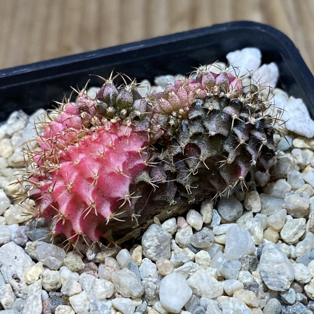 SH2393 Gymnocalycium mihanovichii variegata f. cristata, seedling - Image 2