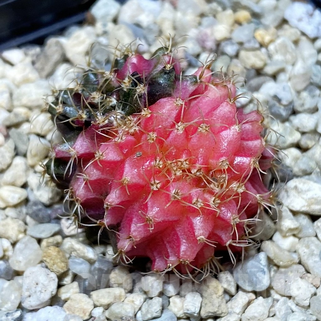 SH2394 Gymnocalycium mihanovichii variegata f. cristata, seedling