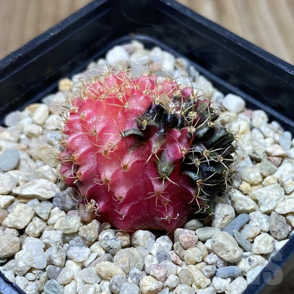 SH2394 Gymnocalycium mihanovichii variegata f. cristata, seedling - Image 2