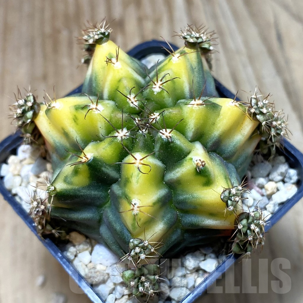 SH2395 Gymnocalycium mihanovichii ‘Bear Beer’, seedling