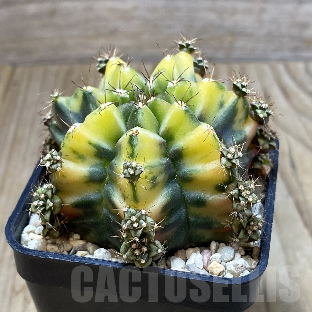 SH2395 Gymnocalycium mihanovichii ‘Bear Beer’, seedling - 画像 (2)