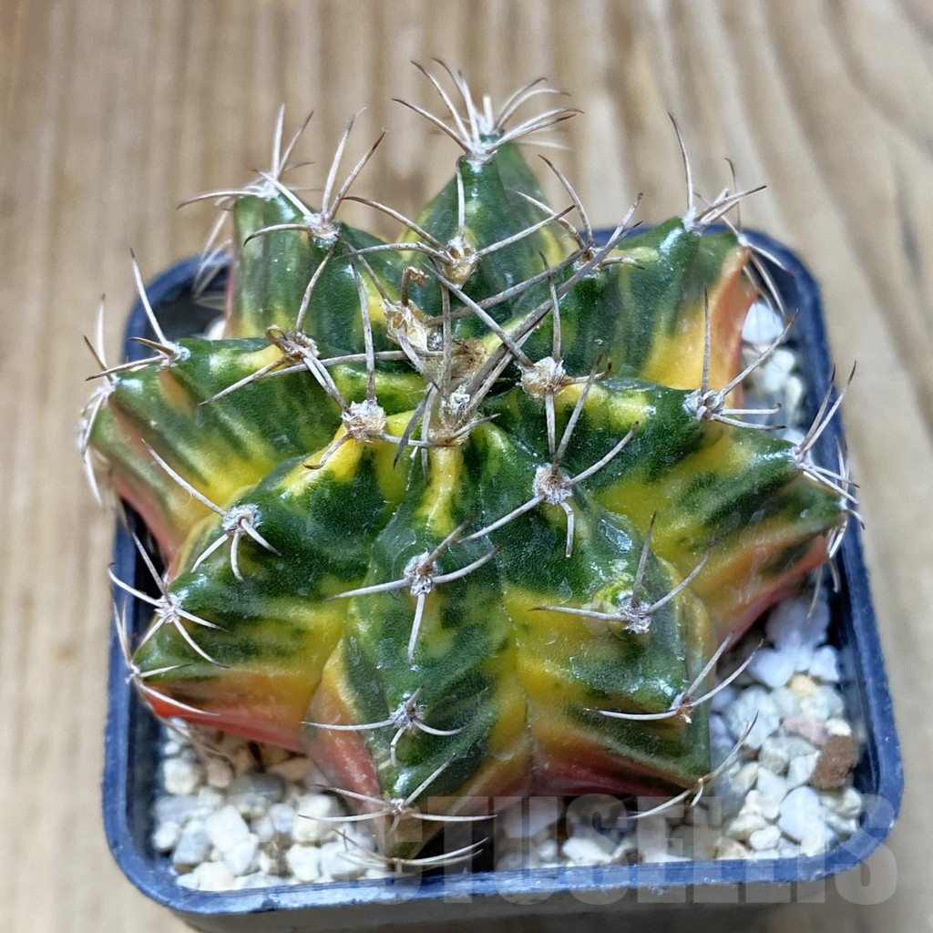 SH2396 Gymnocalycium mihanovichii f. variegata, seedling