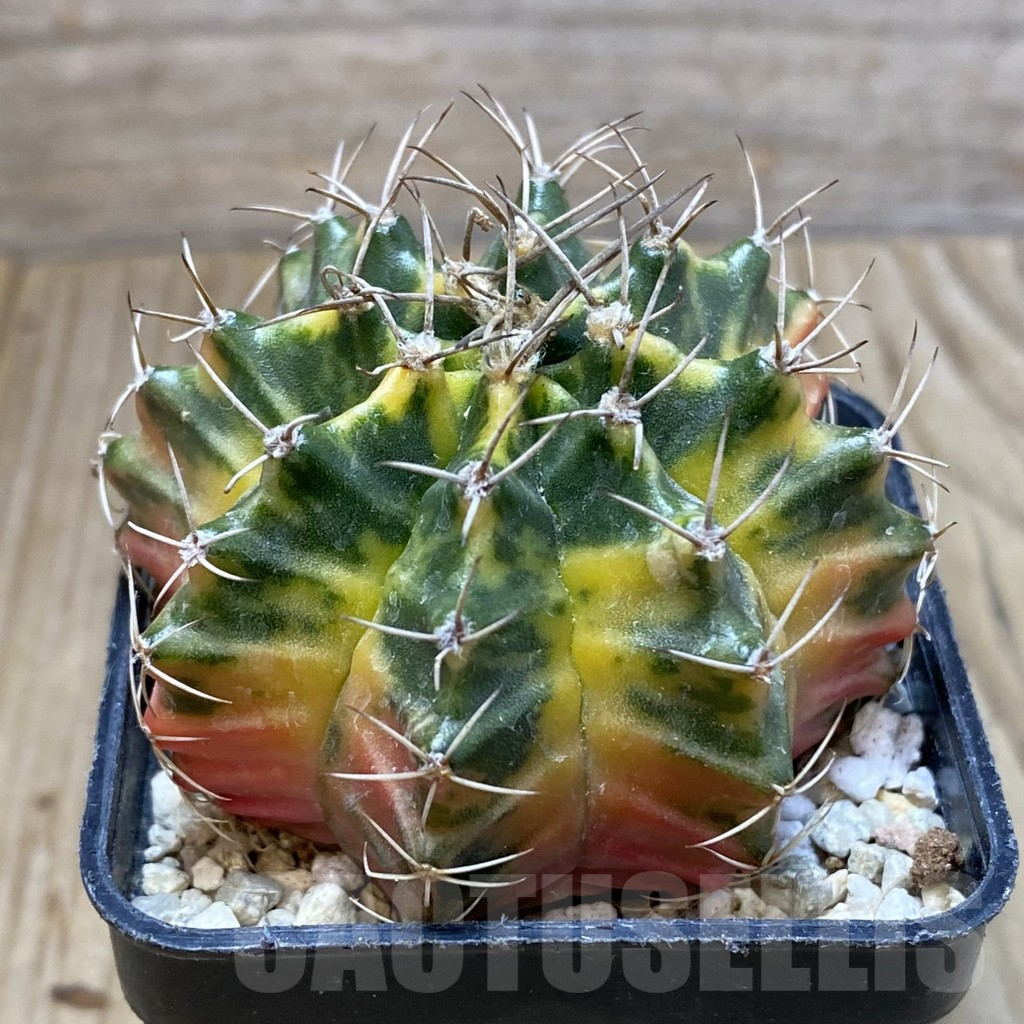 SH2396 Gymnocalycium mihanovichii f. variegata, seedling - immagine 2