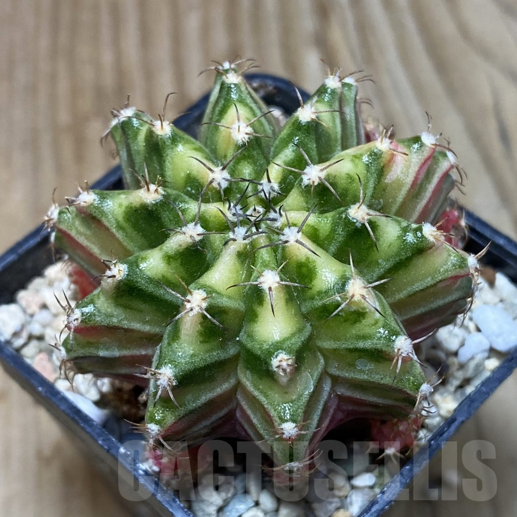 SH2397 Gymnocalycium mihanovichii f. variegata, seedling - Image 2