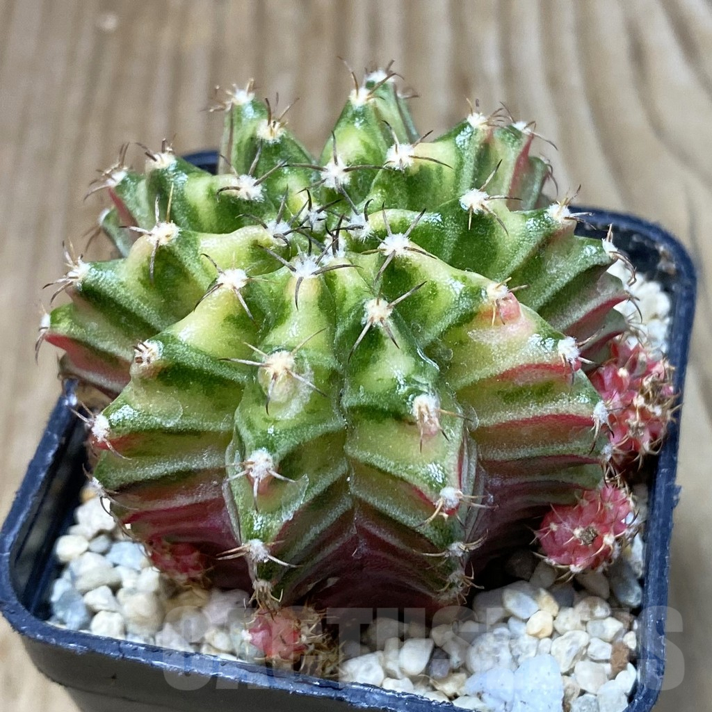 SH2397 Gymnocalycium mihanovichii f. variegata, seedling