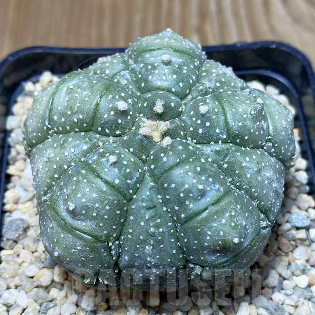 SH2348 Astrophytum asterias ‘Kikko' 5-ribs