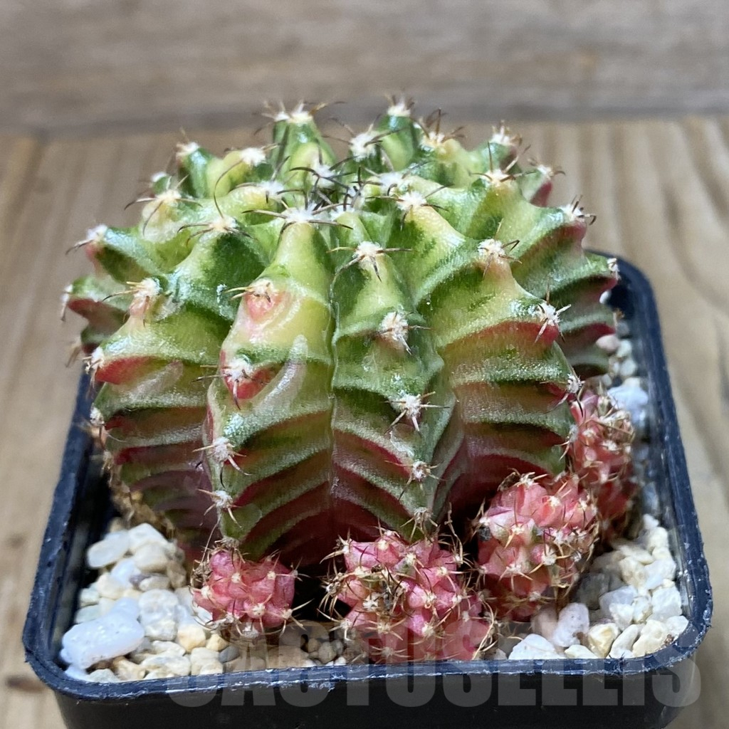 SH2397 Gymnocalycium mihanovichii f. variegata, seedling - Image 3