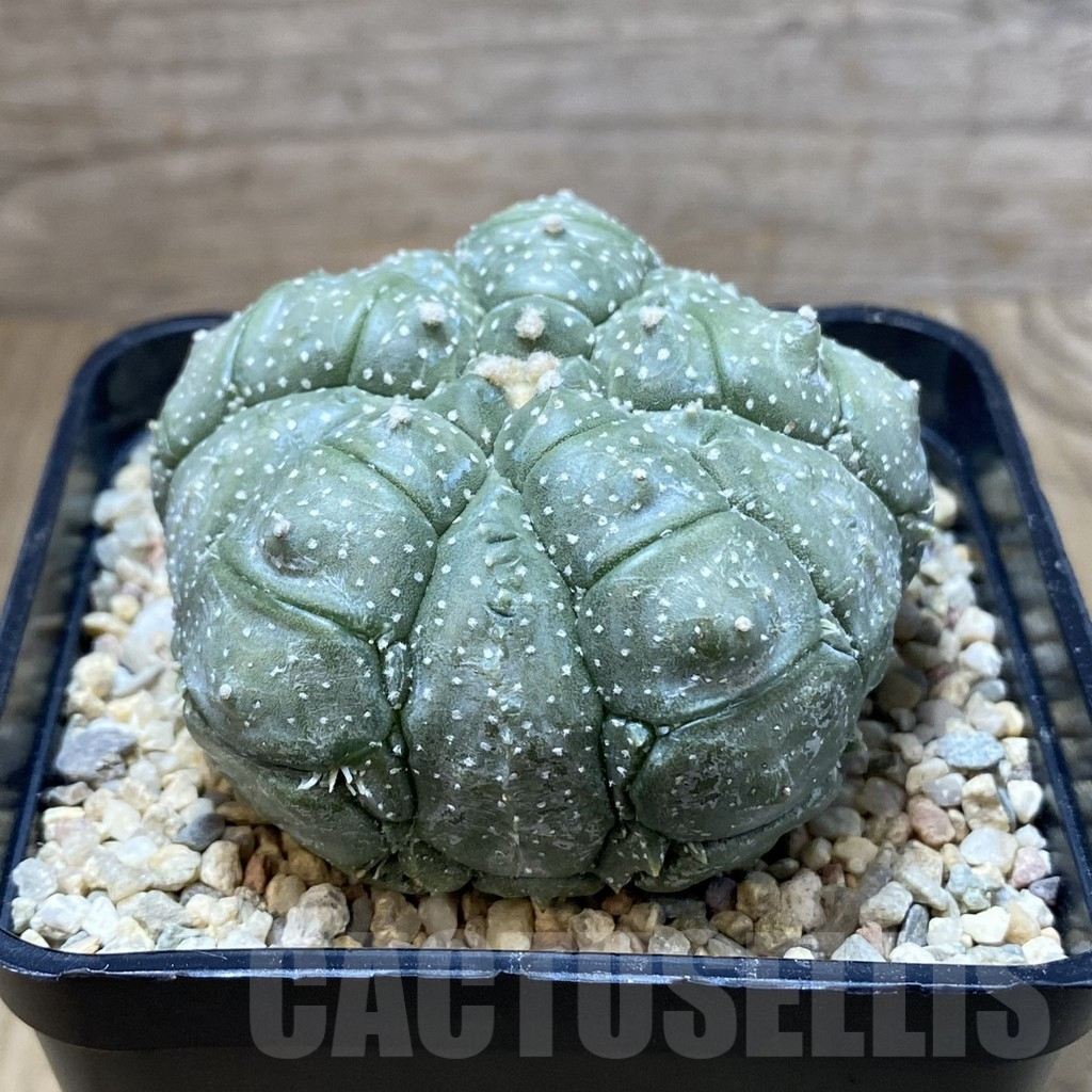 SH2348 Astrophytum asterias ‘Kikko' 5-ribs - Image 2