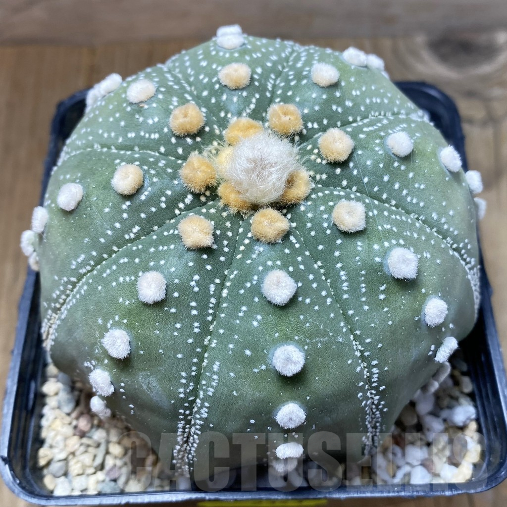 SH2343 Astrophytum asterias ‘Super Kabuto’ ‘Shinshowa’ clon 15 - Image 2