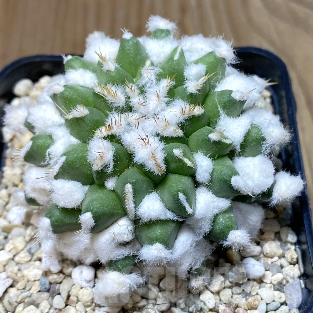 SH2349 Mammillaria bucareliensis ‘Erusamu’