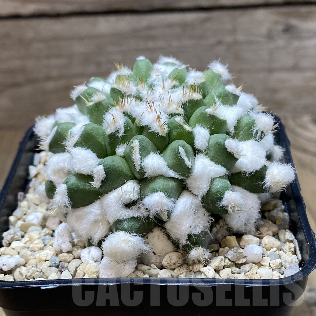 SH2349 Mammillaria bucareliensis ‘Erusamu’ - Зображення 2