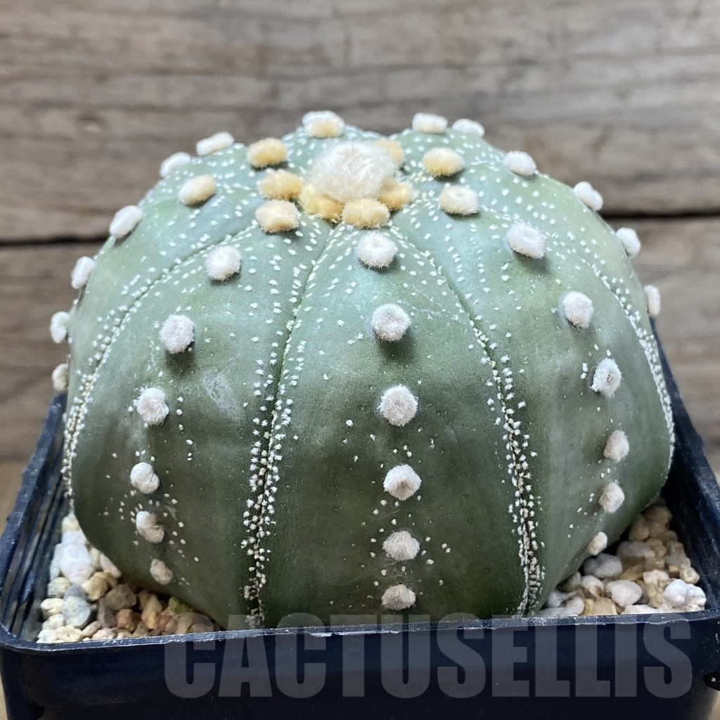 SH2343 Astrophytum asterias ‘Super Kabuto’ ‘Shinshowa’ clon 15 - Image 3