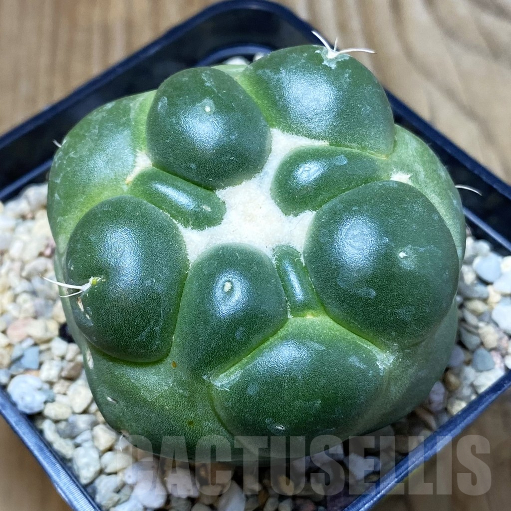 SH2352 Coryphantha elephantidens ‘inermis’