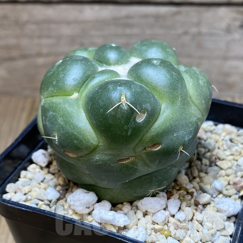 SH2352 Coryphantha elephantidens ‘inermis’ - Image 2