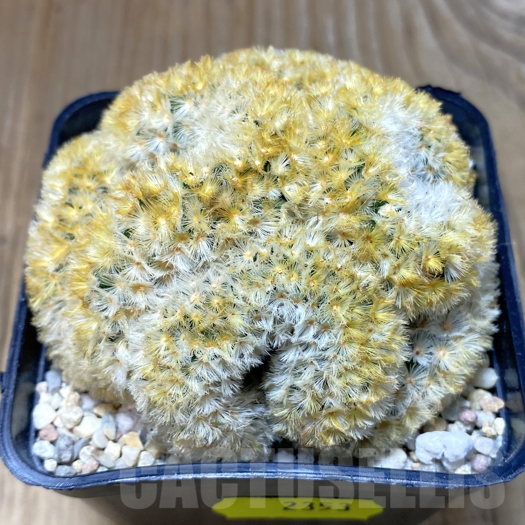 SH2353 Mammillaria carmenae ‘Buddha’ f. cristata