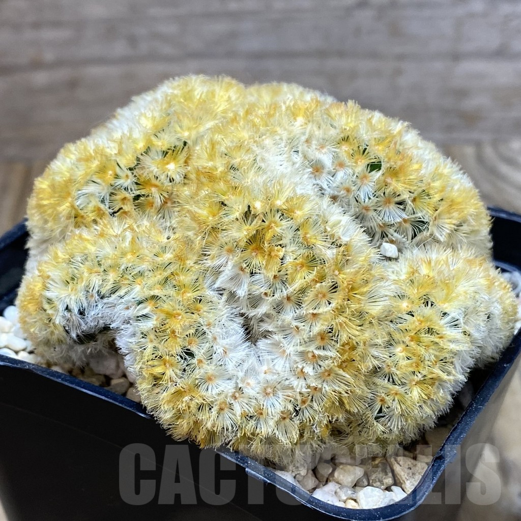 SH2353 Mammillaria carmenae ‘Buddha’ f. cristata - Imagen 2