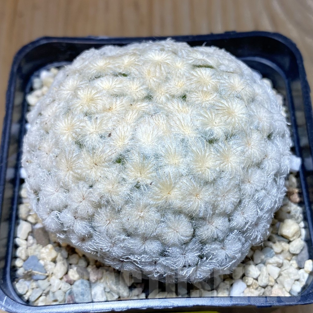 SH2354 Mammillaria plumosa 'One'