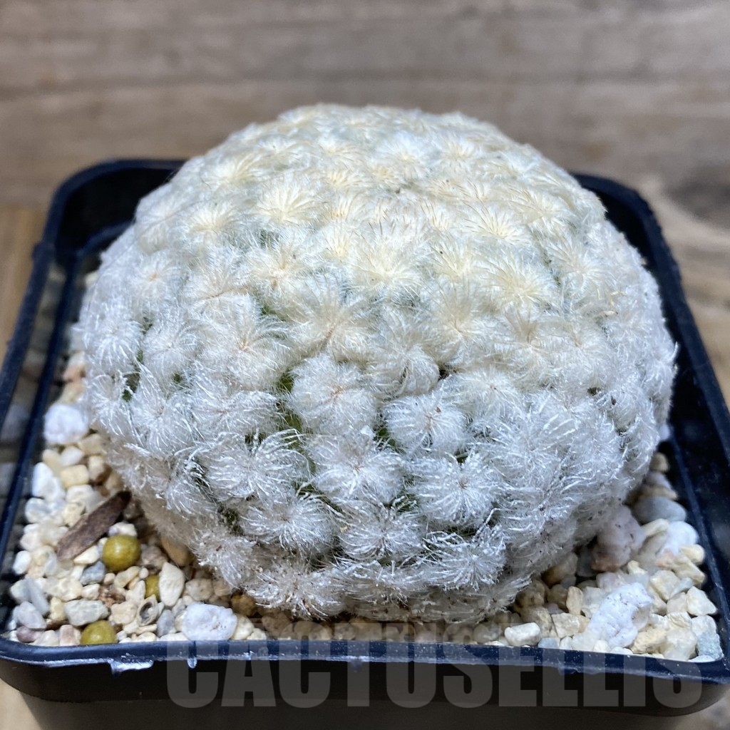 SH2354 Mammillaria plumosa 'One' - Imagen 2
