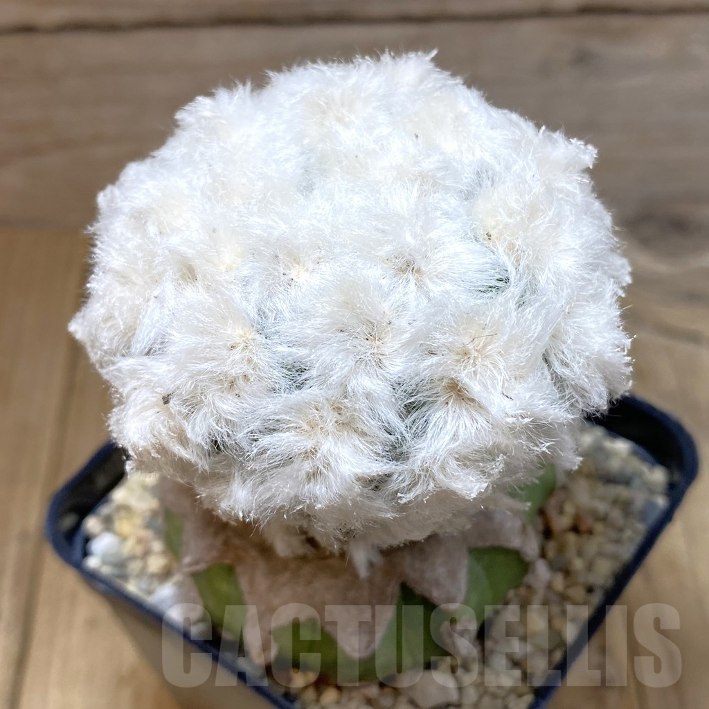 SH2356 Mammillaria guelzowiana ‘Tabatoge’, grafted