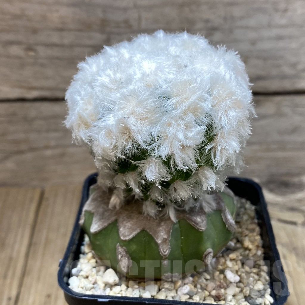 SH2356 Mammillaria guelzowiana ‘Tabatoge’, grafted - Obrázek 2