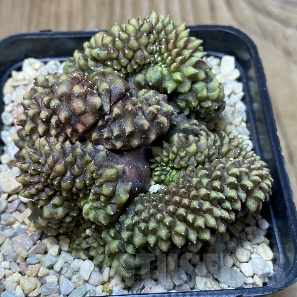 SH2357 Gymnocalycium mihanovichii 'inermis' f. cristata - Image 2